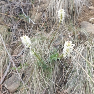 Stackhousia monogyna at Ridgeway, TAS - 12 Oct 2023