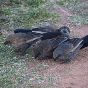 Struthidea cinerea at Eulo, QLD - 26 Jul 2023