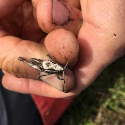 Perunga ochracea (Perunga grasshopper, Cross-dressing Grasshopper) at Yass River, NSW - 15 Oct 2023 by JonLewis