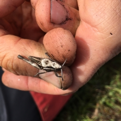 Perunga ochracea (Perunga grasshopper, Cross-dressing Grasshopper) at Yass River, NSW - 16 Oct 2023 by JonLewis