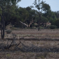 Aquila audax (Wedge-tailed Eagle) at Eromanga, QLD - 28 Jul 2023 by LyndalT