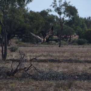 Aquila audax at Eromanga, QLD - 28 Jul 2023 09:17 AM