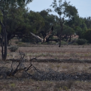 Aquila audax at Eromanga, QLD - 28 Jul 2023