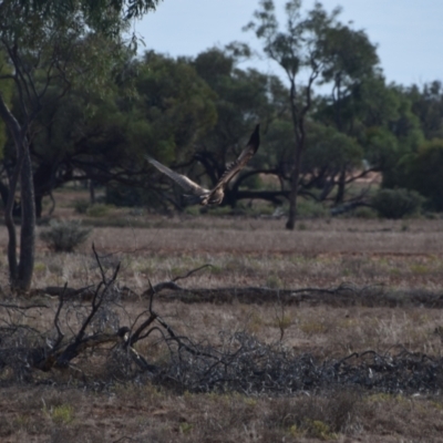 Aquila audax (Wedge-tailed Eagle) at Eromanga, QLD - 27 Jul 2023 by LyndalT