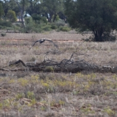 Aquila audax at Eromanga, QLD - 28 Jul 2023