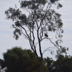 Aquila audax at Eromanga, QLD - 28 Jul 2023