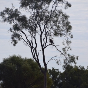 Aquila audax at Eromanga, QLD - 28 Jul 2023