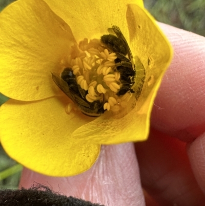 Lasioglossum (Chilalictus) lanarium (Halictid bee) at Gang Gang at Yass River - 15 Oct 2023 by JonLewis