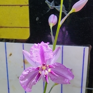 Arthropodium sp. Albury (A.D.J.Piesse 9) at Chiltern, VIC - 16 Oct 2023