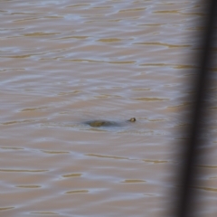 Emydura macquarii kreffti at Longreach, QLD - 30 Jul 2023 by LyndalT