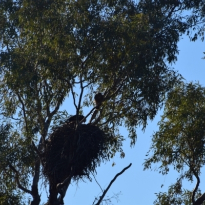 Haliastur sphenurus (Whistling Kite) at Longreach, QLD - 30 Jul 2023 by LyndalT