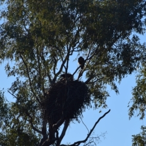 Haliastur sphenurus at Longreach, QLD - 30 Jul 2023