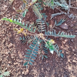 Senna notabilis at Opalton, QLD - 2 Aug 2023 04:08 PM