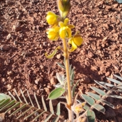 Senna notabilis at Opalton, QLD - 2 Aug 2023