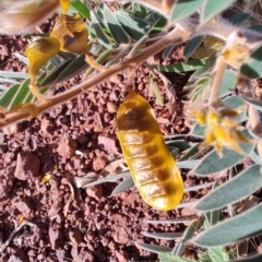 Senna notabilis at Opalton, QLD - 2 Aug 2023 04:08 PM