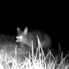 Trichosurus vulpecula (Common Brushtail Possum) at Surf Beach, NSW - 16 Oct 2023 by LyndalT