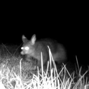 Trichosurus vulpecula at Surf Beach, NSW - 16 Oct 2023