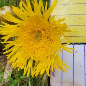 Podolepis jaceoides at Chiltern, VIC - 16 Oct 2023