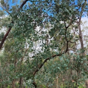Eucalyptus polyanthemos at Chiltern, VIC - 16 Oct 2023