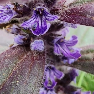 Ajuga australis at Chiltern, VIC - 16 Oct 2023