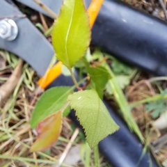 Prunus sp. at Watson, ACT - 16 Oct 2023 11:02 AM