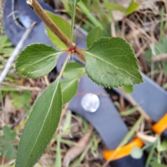 Prunus sp. at Watson, ACT - 16 Oct 2023