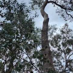 Eucalyptus albens at Chiltern, VIC - 16 Oct 2023