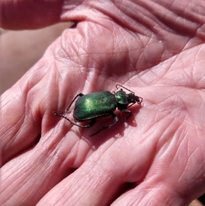 Unidentified Scarab beetle (Scarabaeidae) at Charleville, QLD - 25 Aug 2022 by LyndalT