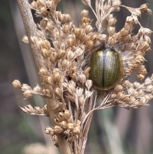 Paropsisterna cloelia at Cotter River, ACT - 15 Oct 2023