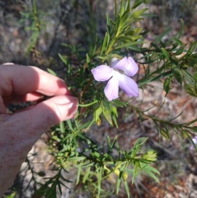 Eremophila goodwinii subsp. goodwinii at Coolabah, NSW - 30 Aug 2022 by LyndalT