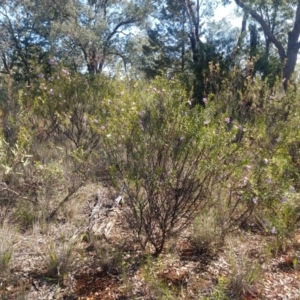 Eremophila goodwinii subsp. goodwinii at Coolabah, NSW - 30 Aug 2022