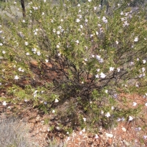 Eremophila goodwinii subsp. goodwinii at Coolabah, NSW - 30 Aug 2022 01:25 PM