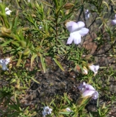Eremophila goodwinii subsp. goodwinii at Coolabah, NSW - 30 Aug 2022