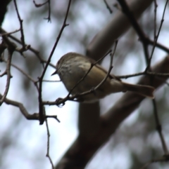 Acanthiza pusilla (Brown Thornbill) at Gundaroo, NSW - 15 Oct 2023 by Gunyijan