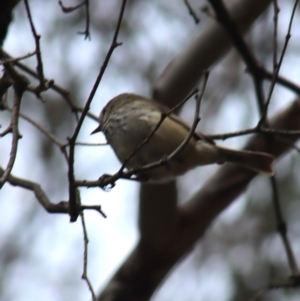 Acanthiza pusilla at Gundaroo, NSW - 16 Oct 2023 09:48 AM