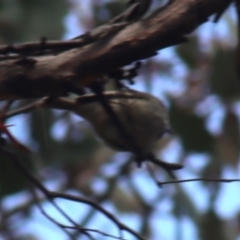 Acanthiza pusilla at Gundaroo, NSW - 16 Oct 2023 09:48 AM