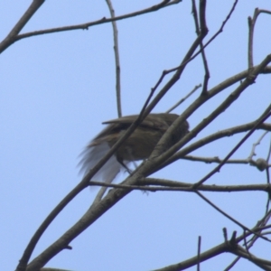 Acanthiza pusilla at Gundaroo, NSW - 16 Oct 2023 09:48 AM