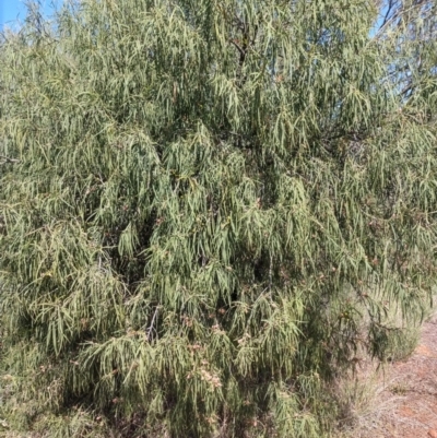 Eremophila longifolia (Weeping Emubush) at North Bourke, NSW - 30 Aug 2022 by LyndalT