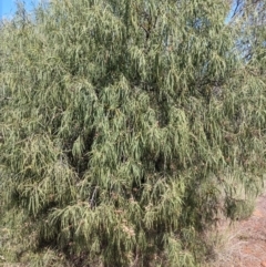 Eremophila longifolia (Weeping Emubush) at North Bourke, NSW - 30 Aug 2022 by LyndalT