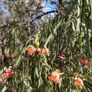 Eremophila longifolia at North Bourke, NSW - 30 Aug 2022