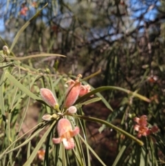 Eremophila longifolia at North Bourke, NSW - 30 Aug 2022