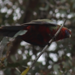 Platycercus elegans (Crimson Rosella) at Gundaroo, NSW - 16 Oct 2023 by Gunyijan