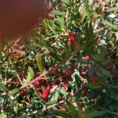 Eremophila maculata (Spotted Emu Bush, Spotted Fuchsia) at Nyngan, NSW - 30 Aug 2022 by LyndalT