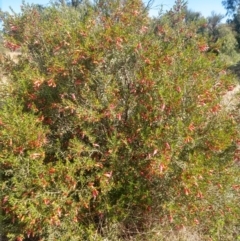 Eremophila maculata at Nyngan, NSW - 30 Aug 2022 02:19 PM