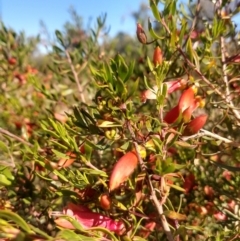 Eremophila maculata at Nyngan, NSW - 30 Aug 2022