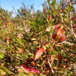 Eremophila maculata at Nyngan, NSW - 30 Aug 2022 02:19 PM