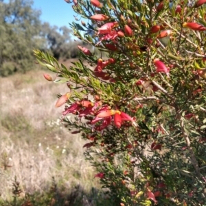 Eremophila maculata at Nyngan, NSW - 30 Aug 2022 02:19 PM