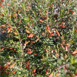 Eremophila maculata at Nyngan, NSW - 30 Aug 2022