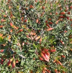 Eremophila maculata at Nyngan, NSW - 30 Aug 2022 02:21 PM