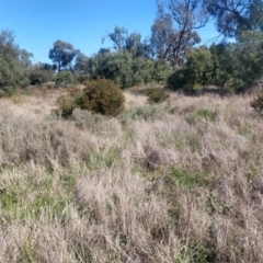 Eremophila maculata at Nyngan, NSW - 30 Aug 2022 02:21 PM